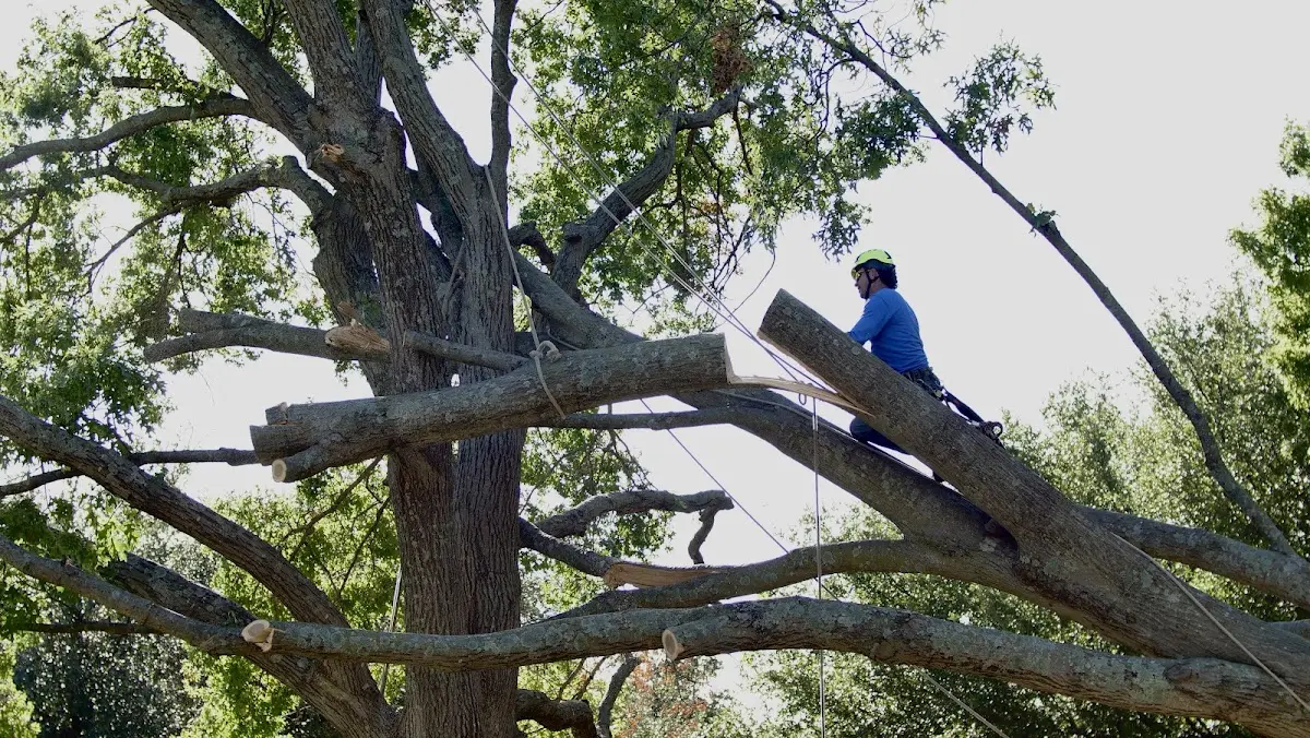 Professional Crown Thinning performed by certified arborists in Faywood