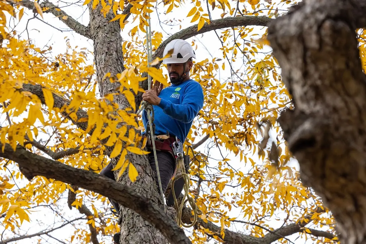 Skilled Storm Damage Cleanup crew working in Faywood